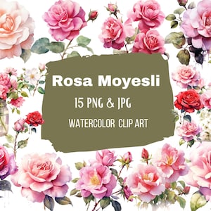 Rosa Moyesii Clipart, Watercolor Flowers - 15 High Quality PNG & JPGs - Digital Downloads - Card Making, Mixed Media, Digital Paper Craft