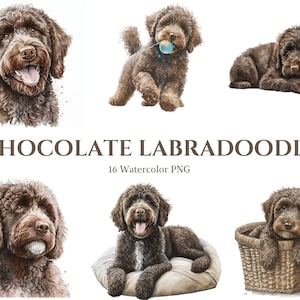 Chocolate Labradoodle Clipart | Dog PNG | Chocolate Goldendoodle |Chocolate Doodle | Dog Clipart | Dog Watercolor | Puppy Images | Dog lover