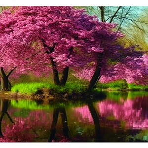 Puede incluir: Un paisaje sereno con una pequeña isla con vibrantes árboles de flores rosas reflejados en el agua tranquila. La hierba verde exuberante y otros árboles enmarcan la escena, creando una imagen natural tranquila y colorida.