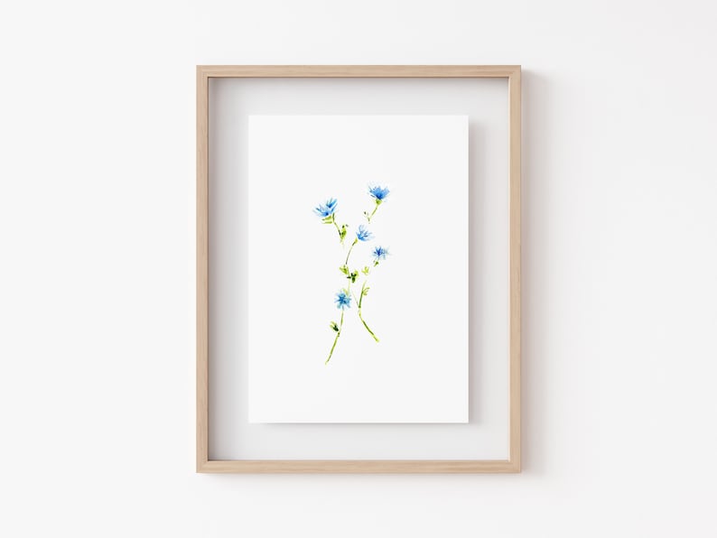 CHICORY WILDFLOWER Watercolor Print Minimalist Floral Wall Decor Fine Art Home Decor Watercolor Flowers image 1