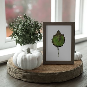 Impression aquarelle feuille de bouleau