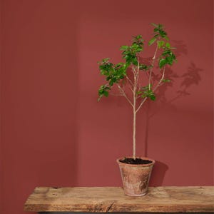Annie Sloan Wall Paint Primer Red - 1 Gallon - Five and Divine