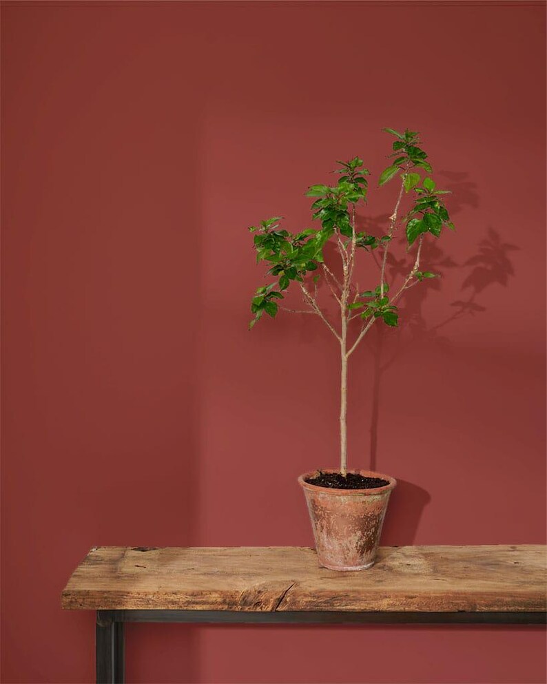 Annie Sloan Wall Paint Primer Red - 1 Gallon - Five and Divine