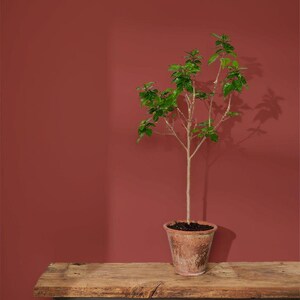 Annie Sloan Wall Paint Primer Red - 4 oz - Five and Divine