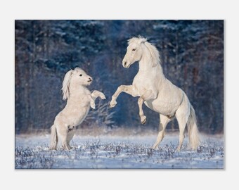 Beautiful White Andalusian Stallion Playing with Little Shetland Pony on Snowy Field, Canvas Wall Art, Home Decor, Horse Lover Gift