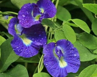 4 Starter Plants | Blue Butterfly Pea (Clitoria ternatea) | Organic