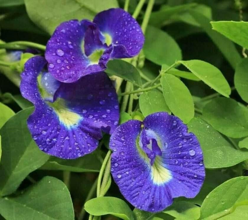 Plant in Half-Gallon Pot | Blue Butterfly Pea (Clitoria ternatea) | Organic