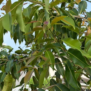 May include: A dense cluster of glossy, oval-shaped green leaves on thin, woody branches. The foliage displays a mix of deep green, light green, and reddish-bronze new growth, with smooth, pointed leaf tips arranged along slender, flexible stems.