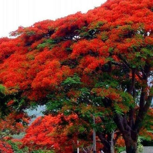 10-200 Seeds for Planting | Royal Poinciana/Flamboyant/Peacock Flower/Gulmohar/Krisnochura (delonix regia) | RED | FREE SHIPPING