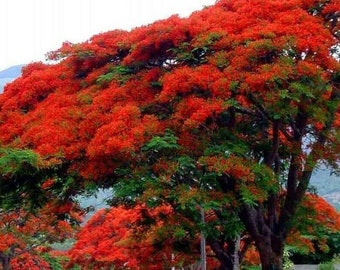 10-200 Seeds for Planting | Royal Poinciana/Flamboyant/Peacock Flower/Gulmohar/Krisnochura (delonix regia) | RED | FREE SHIPPING