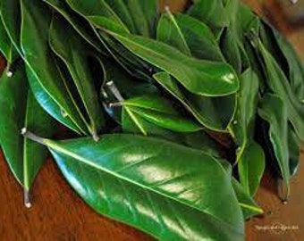 Fresh or Dried Southern Magnolia Leaves - Hand-picked, Home Decor, Weddings Parties Gifts, Avail Year-Round