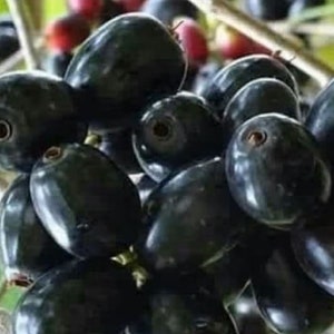 Op de afbeelding: Een tros donkerpaarse Java-pruimen, ook wel jambu genoemd, op een tak. De ovale vruchten hebben een glanzend oppervlak en zitten dicht op elkaar. Op de achtergrond zijn enkele rode en paarse vruchten te zien.