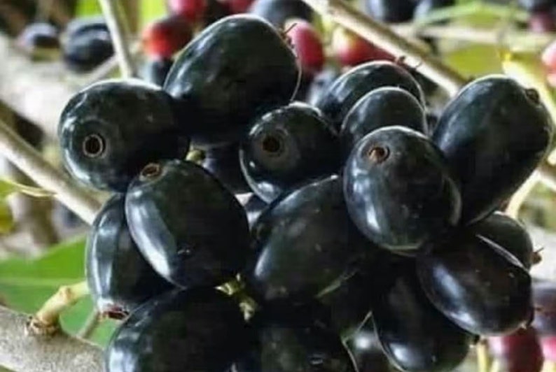 Op de afbeelding: Een tros donkerpaarse Java-pruimen, ook wel jambu genoemd, op een tak. De ovale vruchten hebben een glanzend oppervlak en zitten dicht op elkaar. Op de achtergrond zijn enkele rode en paarse vruchten te zien.