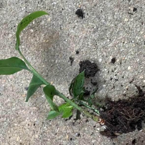 Starter plant | Cardamom ginger/Shellflower Plant (alpinia nutans) | Organic