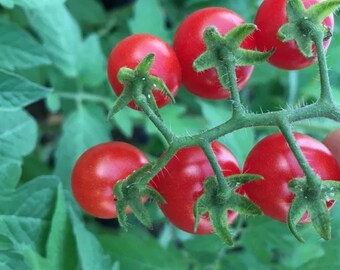 4+ Starter Plants | Everglades Tomato (Solanum Lucopersicum) | Organic