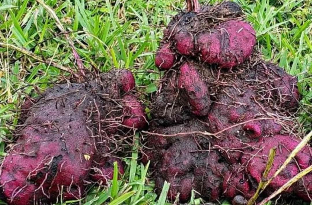 2 Purple Yam/ Ratalu/ube Plants Rooted Cuttings dioscorea Etsy Canada