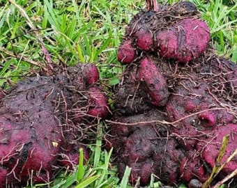 Plant in Half-Gallon Pot | Purple Yam/ Ratalu/Ube Plants | Organic