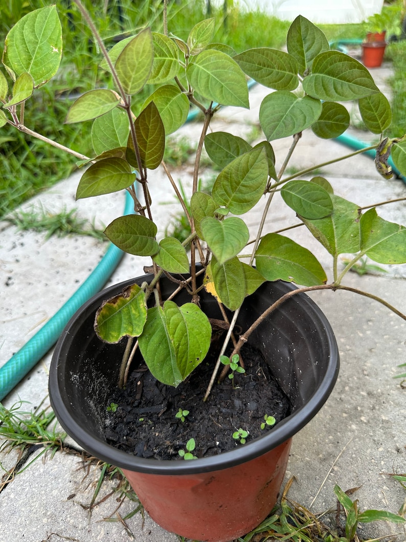 Starter Plant Paederia Foetida Skunk Vine Organic image 1