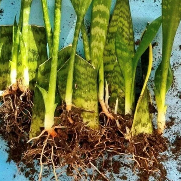 2 Starter Plants | Snake Plant | Well-rooted  Air Purifying | Organic | FREE SHIPPING