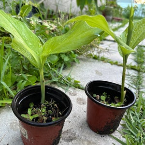 2-3 Plants in Half-Gallon Pot | Culinary Turmeric | Haldi | Curcuma longa | Organic