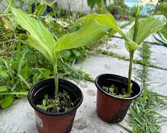 2-3 Plants in Half-Gallon Pot | Culinary Turmeric | Haldi | Curcuma longa | Organic