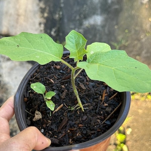 Plant in Half-Gallon Pot | Turkey Berry/Thai Pea eggplant/Susumba/Sundaikka/Sundekkayi/Kottuvastu/Devil's fig/Hatibhekuri | Organic
