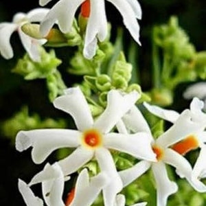 Parijat/Coral Jasmine/Harshringar/Night Jasmine/Shewali/Shiuli | Plant in Half-Gallon Pot | 6"-8" tall | Organic
