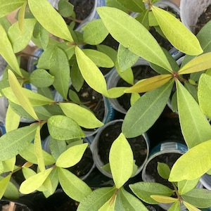 Op de afbeelding: Detailopname van jonge planten met langwerpige, groene bladeren. De bladeren hebben een gele tint en zijn gerangschikt rond een centrale stengel. De planten staan in kleine, transparante plastic potten.