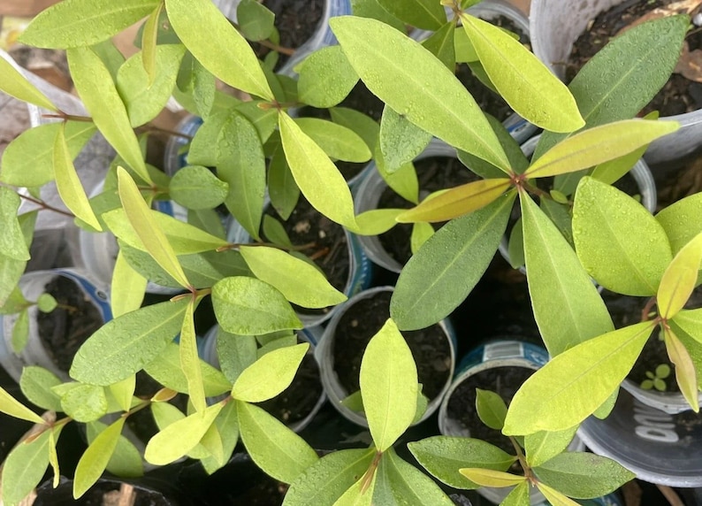 Op de afbeelding: Detailopname van jonge planten met langwerpige, groene bladeren. De bladeren hebben een gele tint en zijn gerangschikt rond een centrale stengel. De planten staan in kleine, transparante plastic potten.
