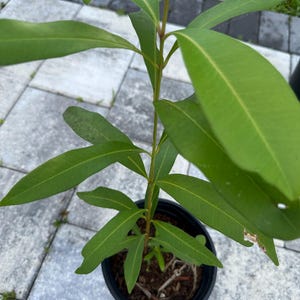 Op de afbeelding: Een jonge plant in een zwarte plastic pot, met lange, groene bladeren. De plant staat op een grijs geplaveid oppervlak. De bladeren zijn heldergroen en de plant lijkt gezond.