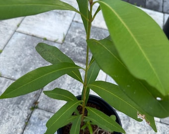 Jamun/Java Plum/Indian Blackberry/Jambul/WaxApple (syzygium cumini) | Plant in half-gallon pot | Organic | FREE SHIPPING