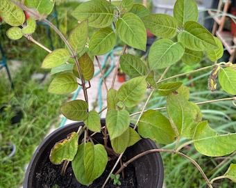 Skunk Vine | Plant in Half-Gallon Pot | Organic