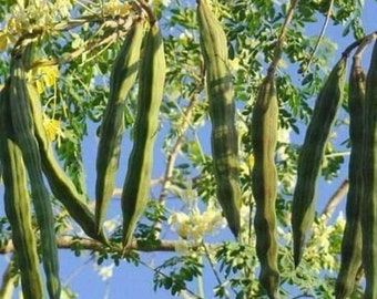 Seeds for planting - Moringa/Malunggay/DrumStick | FREE SHIPPING Option