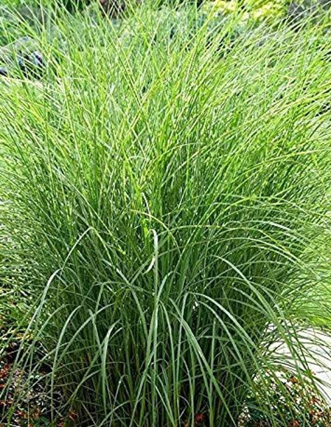 Live Plants Indian Kusha Grass/darbha Grass/desmostachya Bipinnata used