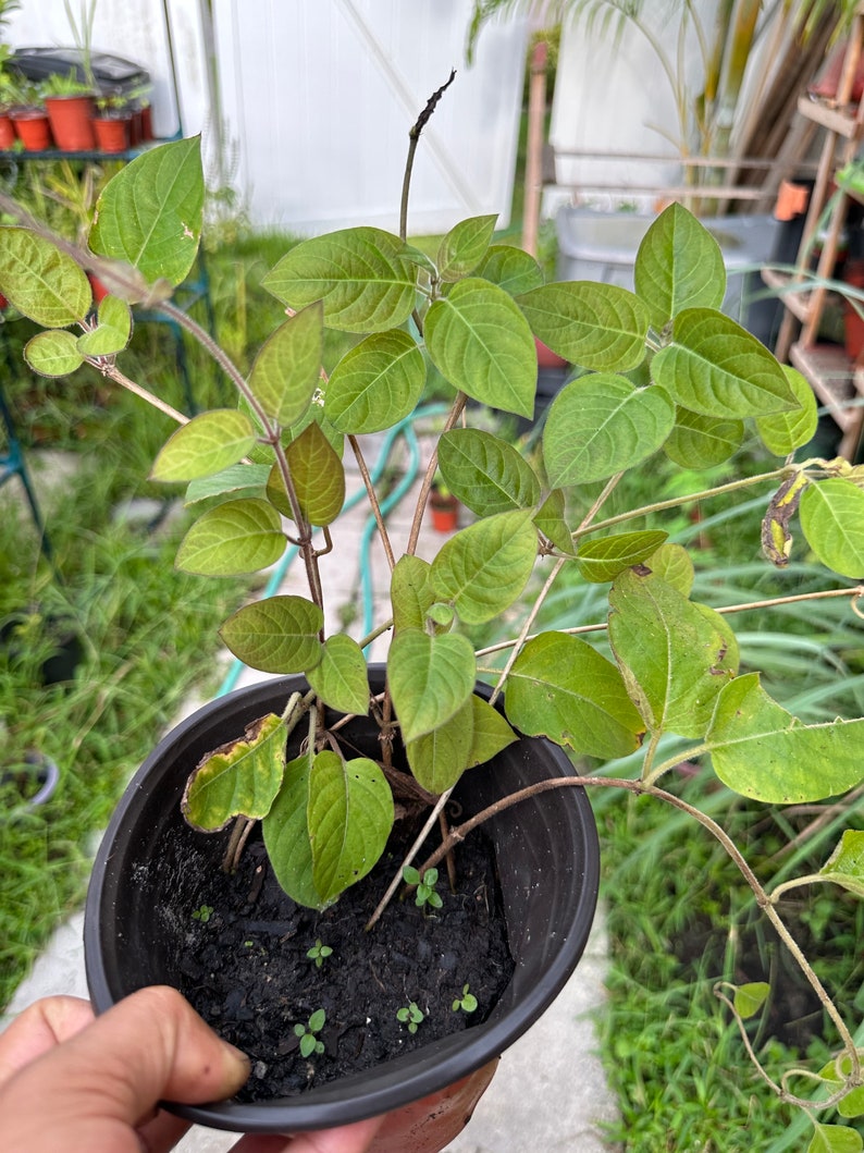 Starter Plant Paederia Foetida Skunk Vine Organic image 3