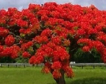 RED Royal Poinciana/Flamboyant/Flame/Peacock Flower/Gulmohar/Krisnochura (delonix regia) | Plant in Half-Gallon Pot | Organic