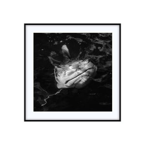 Coastal Decor | Black and White Photo | Nautical Print Wall Art | Bull Shark | Custom Size