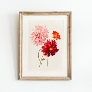 Colorful Dahlias Vintage Painting