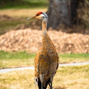 Sandhill Cranes - Homer, AK