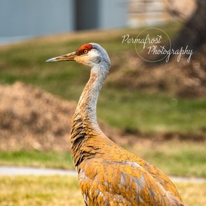 Sandhill Cranes - Homer, AK