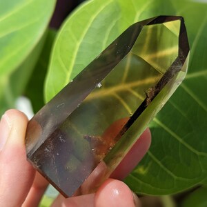May include: A clear, yellow-brown crystal point with inclusions. The crystal is pointed at the top and has a flat base. It is being held in a hand against a green leafy background.
