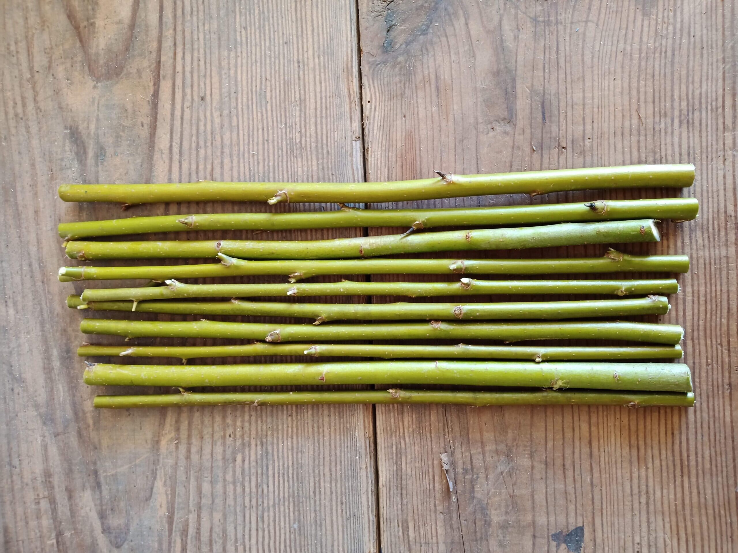 Mimosa Silk Tree Cuttings FRESHEST AVAILABLE free Shipping Etsy