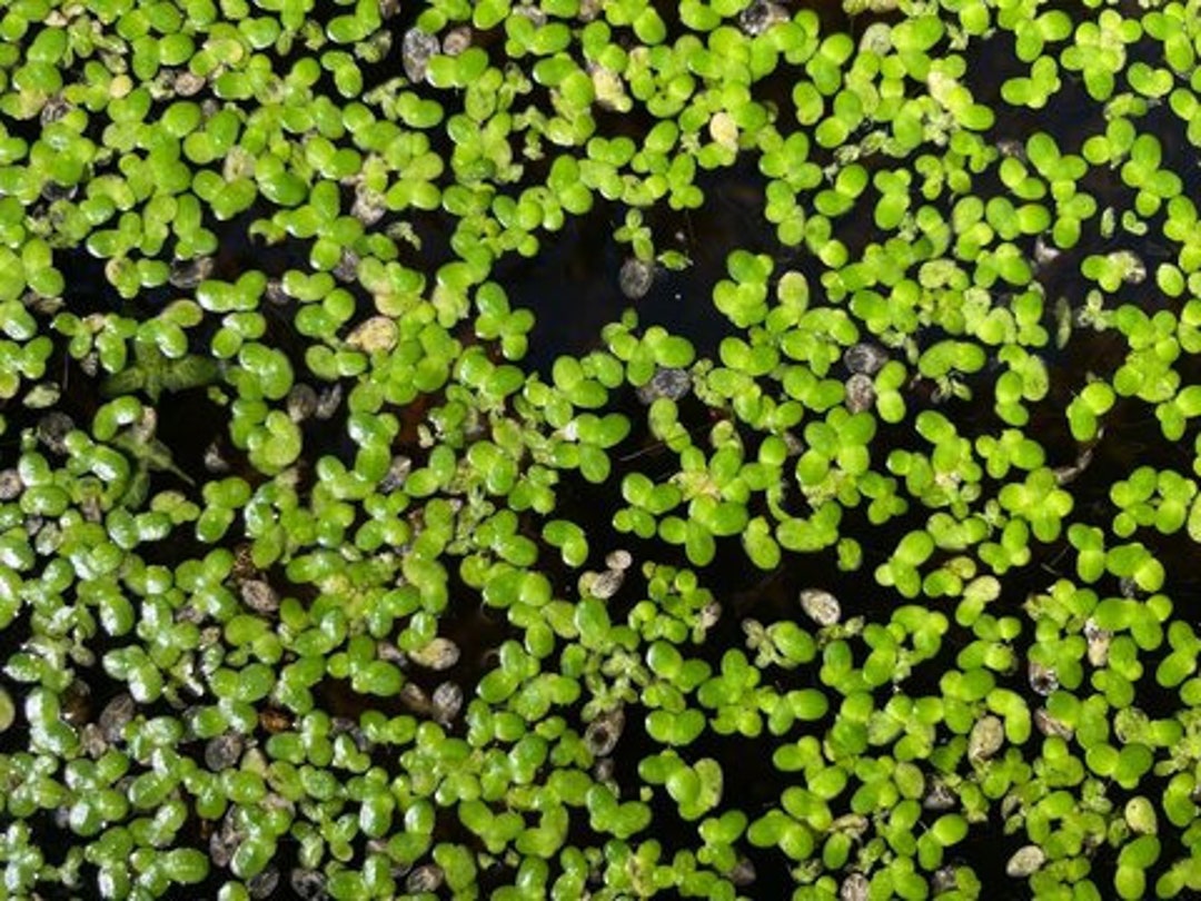 Duckweed Aquatic Freshwater LIVE Plant FREE SHIPPING Etsy