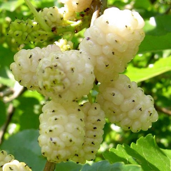 TRUE White Fruiting Mulberry Tree Cuttings | Freshest Available *FREE SHIPPING*