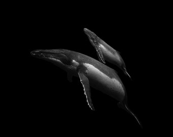 Mum and baby whale - Black and White  - photo print, canvas, wall art, home decor, rolled print, interior design, underwater