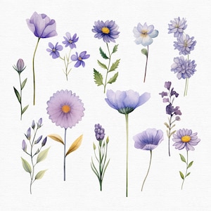 May include: Watercolor illustration of various purple flowers, including daisies, poppies, and clusters of small blossoms. The flowers have yellow centers and green stems, set against a white background. The image is a botanical illustration.