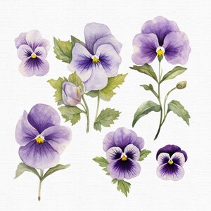 Akvarell penséer Clipart: 45 lila blommor PNG-filer (direkt nedladdning) bild 10