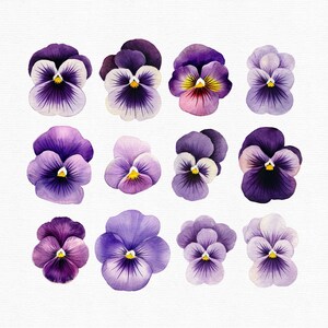 Akvarell penséer Clipart: 45 lila blommor PNG-filer (direkt nedladdning) bild 3