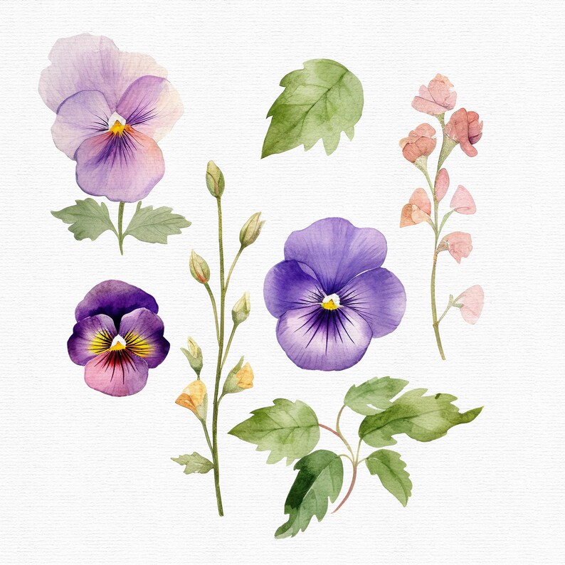 Akvarell penséer Clipart: 45 lila blommor PNG-filer (direkt nedladdning) bild 8