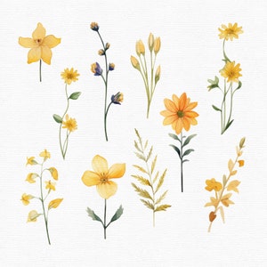 May include: Watercolor illustration of various yellow and orange flowers and buds on stems with green leaves. The floral arrangement includes different shapes and sizes of blossoms, perfect for botanical art or design projects.